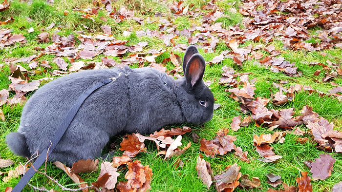 Forkæl din kanin med sunde julegodter fra naturen eller haven. På grund af den milde vinter er der masser af godt foder til din kanin ude i naturen. Fotograf: Tine Kortenbach