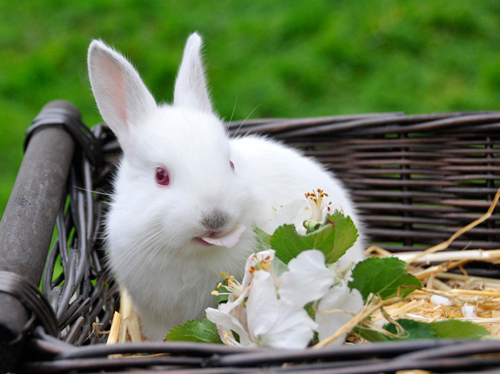 Dumpning af kaniner ville blive et mindre problem, hvis ejerne havde dem som delekaniner i stedet for, at hver familie har sin egen kanin, mener Tine Kortenbach, forfatter til bogen "Jeg elsker min kanin".".